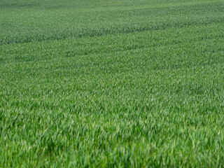 Crop lines of vibrant green wheat fields in early spring, in Navarra, Spain. The grasses create a hazy effect, perfect for a background on agriculture design.