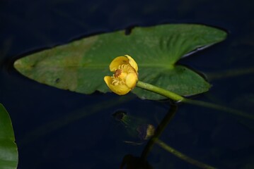 Japanese spatterdock (Nupher japonica) flowers. A rare and endangered aquatic plant Nymphaeaceae ,...