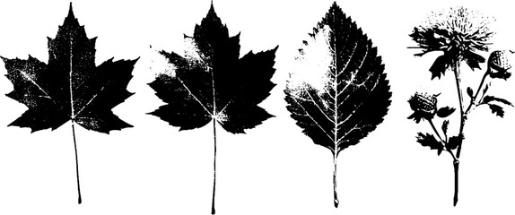 Naklejka premium Black and white grunge linocut maple leaf set - rustic botanical design for prints and posters