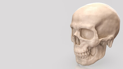 The Skull for Education or Sci concept 3d Rendering.