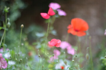 Cute wild flowers in the field.