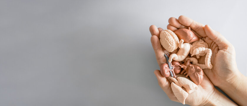 Hands holding mini internal organs, health insurance, world organ donation day, wellness concept
