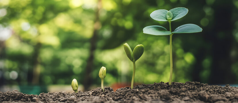 Growth Trees concept Coffee bean seedlings nature background Beautiful green