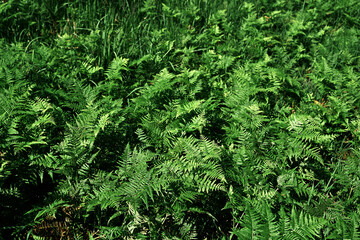 広がるシダ植物