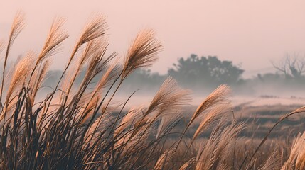 Naklejka premium Tall reeds sway in gentle breeze across a hazy, sunlit field.