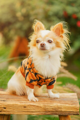 Chihuahua dog in a sweater on a bench in the garden.