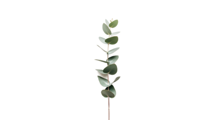 Elegant and fresh single eucalyptus branch with delicate green leaves, showcasing its natural beauty for botanical designs, wellness themes, or clean decor, isolated on a crisp white background