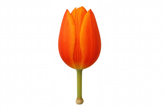 Orange tulip flower bud growing, bringing spring nature, botanical beauty, and fresh vibrant color to any design