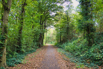 Obraz premium Peaceful green forest path covered with fallen leaves in late summer or early autumn woodland landscape