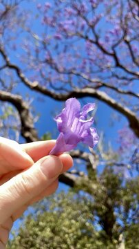 Slow Motion Close-Up of Jacaranda Flower in Hand &ndash; Blooming Tree in Background moving in wind