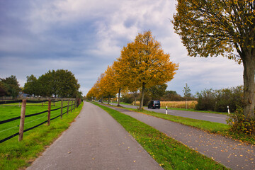 Winding Autumn Road Flanked by Vibrant Golden Trees with Passing Car in Serene Countryside Setting
