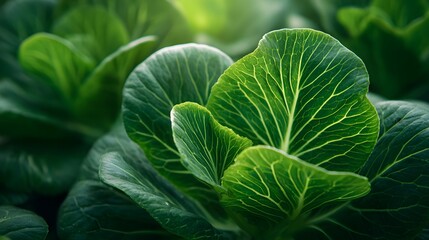 Obraz premium Lush green cabbage leaves show intricate vein patterns in soft light.