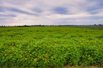 Vibrant Yellow Flowers Blooming Profusely Across Dense Green Foliage in Expansive Agricultural Field Under Open Sky
