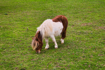 Adorable Skewbald Pony Grazing Contentedly on Vibrant Green Grass Field Under Overcast Sky in...