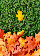 Autumn leaf pattern. Fall foliage with maple leaves. Leaves with autumn colors on grass. Autumnal fall scenery.