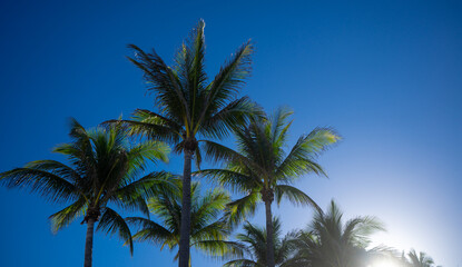 Palm background. Summer paradise concept. Green jungle. Tropical background. Exotic summer vibes. Palm wallpaper. Palm leaves in sunlight. Tropical design pattern. Madagascar summer. Tropical design.