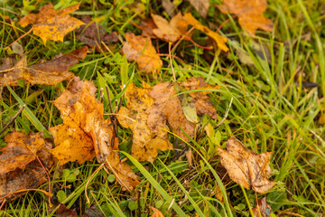 Autumn pattern with yellow maple leaves lying on the ground. The ground is covered with yellow leaves, falling from the trees