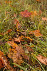 Autumn pattern with yellow maple leaves lying on the ground. The ground is covered with yellow leaves, falling from the trees
