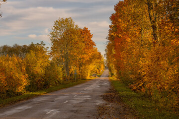 Colorful autumn trees in city park. Old asphalted road in fall with vivid orange yellow trees. 
