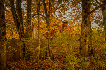 Colorful landscape with beautiful trees with orange and red leaves in fall. Mystical woods in october.