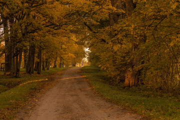 Fototapeta premium Colorful landscape with beautiful trees with orange and red leaves in fall. Mystical woods in october. Autumn city park