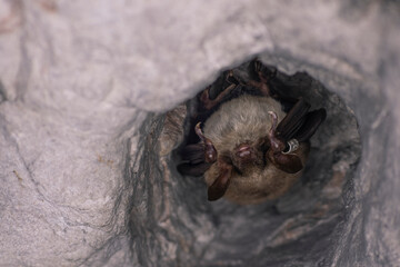 Close up strange animal Greater mouse-eared bat (Myotis myotis) hanging upside down in the hole of the cave and hibernating. Wildlife photography.