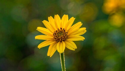 Fototapeta premium A close-up shot featuring a vibrant yellow flower with many petals