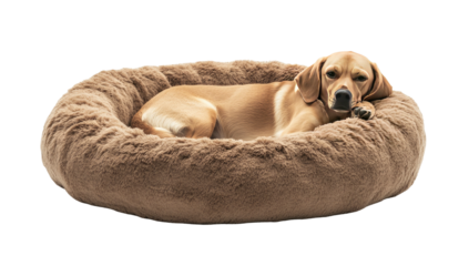Tan dog rests in a plush, round bed against a dark background