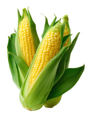 Golden Corn: An eye-level close-up showcases vibrant, fresh, yellow corn on the cob, inviting with its natural hues and texture.