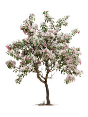 Fototapeta premium Blossoming Beauty: A vibrant apple tree bursts forth with delicate white and pink blossoms, heralding the arrival of spring and new life. This image captures the essence of nature's beauty.