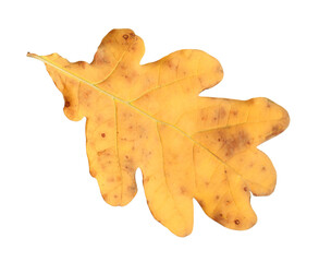 Fototapeta premium One oak leaf isolated on white. Autumn season