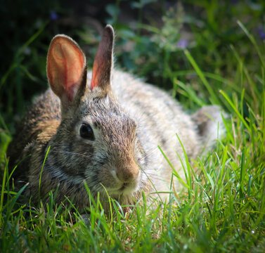 A close-up of a speckled brown and gray Eastern cottontail rabbit with long ears, resting in a field of green grass. Easter holiday design element.