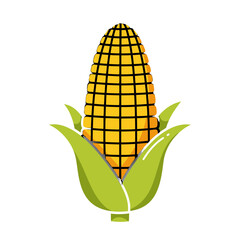 Obraz premium Corn ears displayed with green leaves on white background, concept of Kwanzaa 