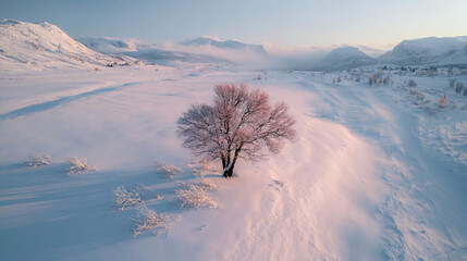 Tilted Wide-Angle Aerial View of a Lone Winter Tree in Snow on Transparent Background