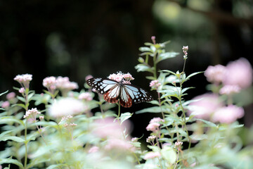 butterfly on flower: Parantica sita © KEN　G.G.