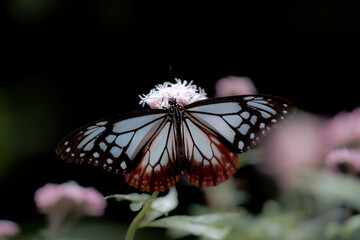 butterfly on flower: Parantica sita