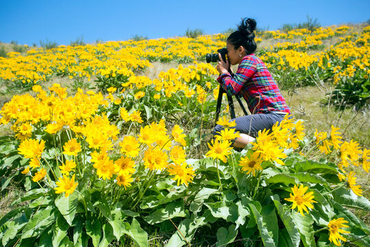 Capturing the beauty of arrowleaf balsamroot in the Okanagan Valley