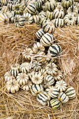 Display of sweet dumpling winter squash at Keremeos farmers market