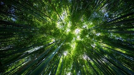 Lush green bamboo forest viewed from below, sunlight filtering through leaves, serene atmosphere