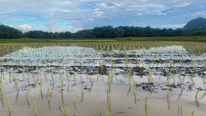 Green Rice Field with Mountain View Under Blue Sky