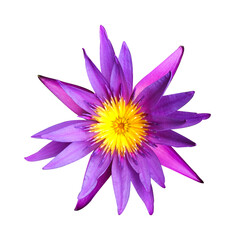 Fototapeta premium purple lotus flower isolated on transparent background