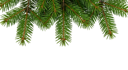Green fir tree branches, isolated on transparent background