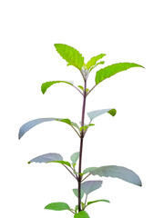 Medicinal tulsi plant isolated on clear background