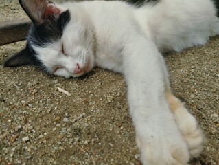 Fototapeta premium Cat sleeping on the ground 