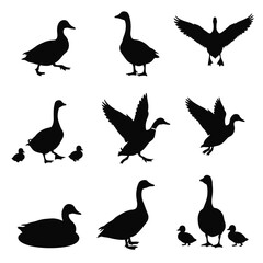 Fototapeta premium Duck silhouettes set isolated on white background vector illustration