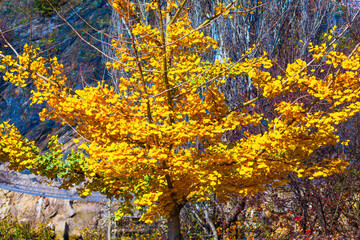 Ginkgo tree with golden leaves dominates the frame. Striking foliage glows against muted background of rocky cliffs and darker vegetation. Image captures the brilliant beauty of autumn