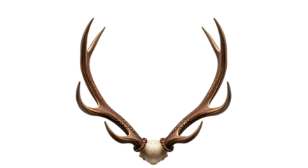 A pair of majestic deer antlers, isolated on transparent background
