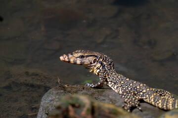 lizard on the rock