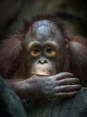 Fototapeta premium Close up Borneo orangutan 