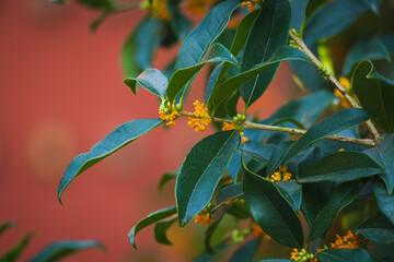 Osmanthus Tree Osmanthus Flowers